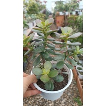 Crassula Ovata Minima 13 Cm Saksılı Mini Para Ağacı Sukulent