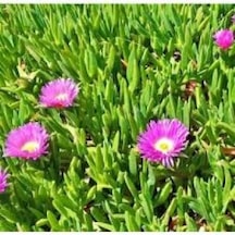 Kaz Ayağı Çiçeği 1 Adet Carpobrotus Acinaciformis