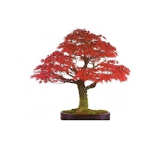 Bodur Red Maple Bonzai Ağacı Ekim Seti 5 Tohum +Saksı+Toprak+