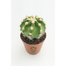 Echinopsis Subdenudata Beyaz Çiçekli Kaktüs 5.5 Cm Saksıda