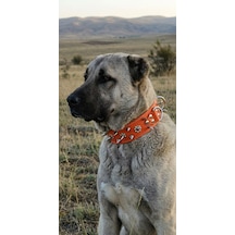 Deri Çivili Pitbull Kangal Av Köpekleri Koruma Tasması 80x5 Cm 2xl Beden Turuncu