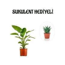 Hediyelik Starliçe Cennet Çiçeği Bitkisi Sevgililer Gününe Özel Sukulent Hediyeli