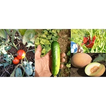 Yerli Ata Tohum Bal Kavun Badem Hıyar Üçburun Biber Sofralık Domates Tohum 120 Adet Tohum