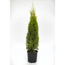 Serada Decor Plant Limoni Selvi Limon Çamı 38-40 Cm Çit Duvar Yapımına Uygun Dış Mekan