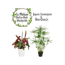 Japon Şemsiyesi 40-60cm 1 Adet Saksılı+pembe Dua Çiçeği 1 Adet Saksılı Salon Seti