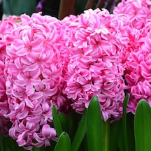 Naturel Pink Surprise Sümbül Soğanı 3 Adet