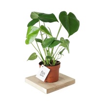 Monstera Deliciosa Deve Tabanı Ev Ofis Salon Iç Mekan Bitkisi - 40-50 Cm