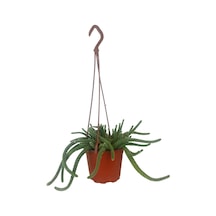 Çiçek Açan Yılan Kaktüsü | Chamaecereus Silvestrii