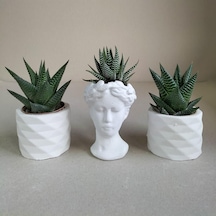 Haworthia 3'lü Sukulent Seti | Helen Beyaz Seri