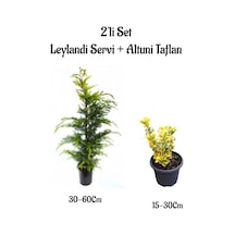 Leylandi Çam Ağacı Fidanı+altuni Taflan Çit Bitkisi 2'li Set Dış Mekan Bitkileri
