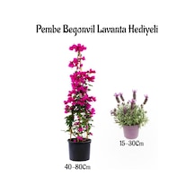 Pembe Renk Begonvil Çiçeği 40-80cm Mor Lavanta Fidanı Hediyeli Bahçe Bitkisi, Bts001na0915 Genel