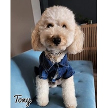 Denim Kedi Köpek Kot Ceket