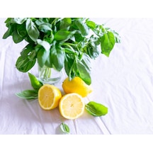 Limon Fesleğen Tohumu 100 Adet