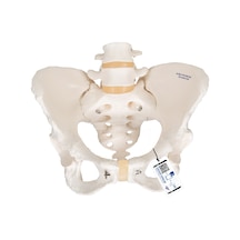 Kadın Pelvis Modeli - Hareketli
