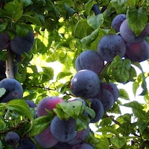 Tüplü Aşılı Çok Geçci Yüksek Verimli Tam Bodur Angeleno anjelika