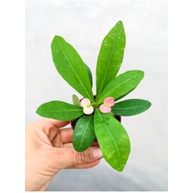 Pembe Çiçekli Dikenler Tacı Euphorbia Milii Mini Saksıda