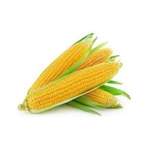 30 Adet Tohum Eko Paket Süt Mısır Süt Mısır Tohumu Darı Tohumu