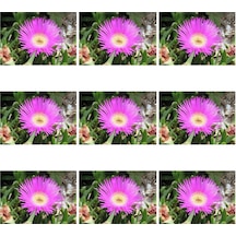 Videolu 45 Adet Kaz Ayağı Çiçeği- Yer Örtücü 5-10 Cm Tüplü Çiçekli Bodur Cotyledon Orbiculata