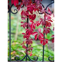 Favori Ürün Amerikan Sarmaşığı 50 60 Cm 1 Adet Saksılı Dış Mekan Parthenocissus Guinquefolia