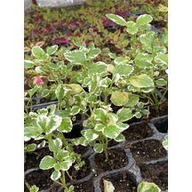 Alacalı Aromatik Kokulu Plectranthus Forsteri Çiçeği 10-20cm