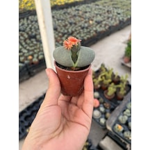 Taş Kaktüs Lithops Pleiospilos Nelii Cactus 6,5 Cm