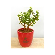 Yeşim Çiçeği 1 Adet Sukulent Dekoratif Bitki 10-15cm Crassula