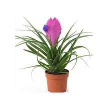 Hava Bitkisi (Tillandsia) Airplant