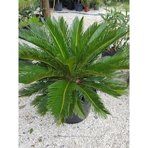 Formlu Cycas Revoluta - Sikas Japon Sago Palmiyesi 80-100cm Canlı İç Dış Mekan Bitkisi