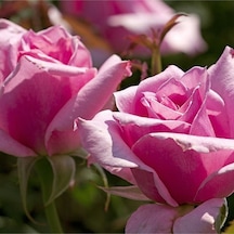 Videolu Yediveren Gül Fidanı 10-15 Cm Saksılı Pembe Renkli Aşılı Gül Pink Rose
