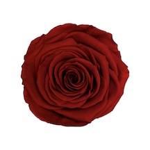 Rose Amor red-01 KOYU KIRMIZI şoklanmış solmaz gül XL