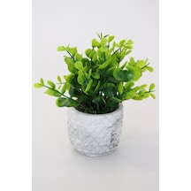 Dekoratif Beton Saksıda Şimşir Tanzimi 15 Cm