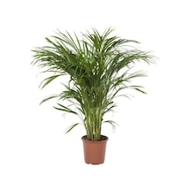 Videolu Areka Palmiyesi 1 Adet Saksılı 80-120 Cm Arası Iç Mekan Ve Salon Bitkisi Dypsis Lucentes