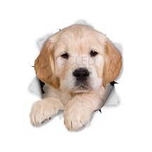 Altın Pupy Köpek Araba Sticker Çıkartması Leptop