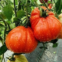 Rote Pear Etli Armut Domates Tohumu 15 Tohum
