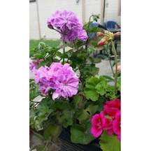 Lila Sardunya Çiçeği 10-20 Cm Potted Lilac Geranium Flower