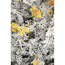 Gümüşi Cineraria Senecio Cineraria Fidanı - Bahçenize Zarif Bir