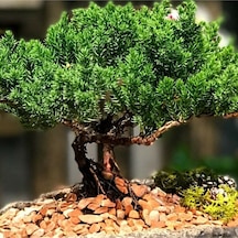 5 Adet Ardıç Bonsai Tohumu