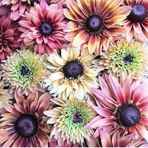 10 Adet Sahara Rubeckia Mix Tohumu