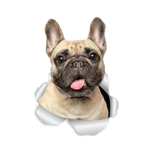 Sevimli Fransız Bulldog Köpek Sticker Yapıştırması