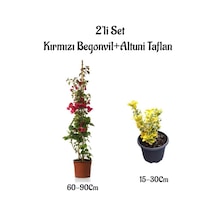 Kırmızı Renk Sarmaşık Begonvil Çiçeği+altuni Taflan 2'li Set Dış Mekan Bitkileri