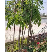 Ters Dut Paraşüt-140 Cm ve Üzeri