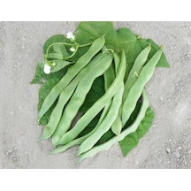 Öz Ayşe Sırık Fasulye Tohumu 50+ Tohum N114327