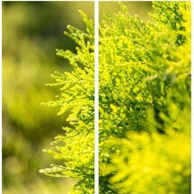 Videolu 1 Adet Limoni Servi 60-120 Cm Tüplü Dış Mekan Ağaçları Cupressus Macrocarpa Goldcrest