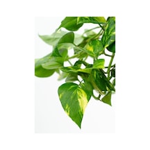 Pothos Sarmaşığı Askılı Saksıd Epipremnum Aureum Bitkisi Ev Bitkisi Salon Bitkisi