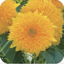 15 Adet Garden Sun Flower Gold Dwarf Tohumu