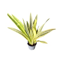Sansevieria Trifasciata 'Lauren' (Paşa Kılıcı) Ø14 CM Y40-45 CM