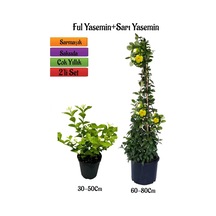 Yoğun Kokulu Ful Yasemin Fidanı+ Sarı Yasemin Fidanı 2'li Kokulu Bahçe Peyzaj Seti