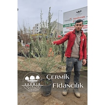 6 Yaş Bursa Gemlik Trilye Zeytin Fidanı Saksılı Büyük Boy