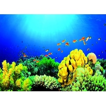 Kanki Pet 55 Cm Akvaryum Arka Fon Yapıştırma 55x40 Cm Kp5540027