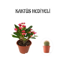 Çok Avantajlı Kırmızı Çiçekli Kaktüs Milli Dikenler Tacı Sevgililer Gününe Özel Kaktüs Hediyeli Diğer